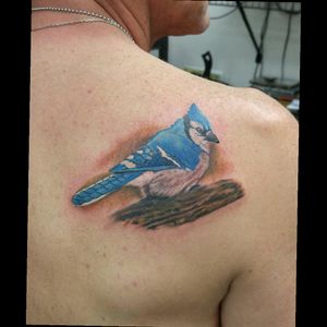 Bluejay #tattoo #ink #tattooartist #birdtattoo #ColorfulTattoos #tattooart