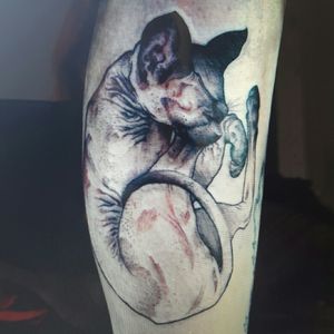 Inspiration tattoo 😍 love this little thing. I need something simular! #sphynx #cat #cute #legtattoo #cattattoo #inspiration