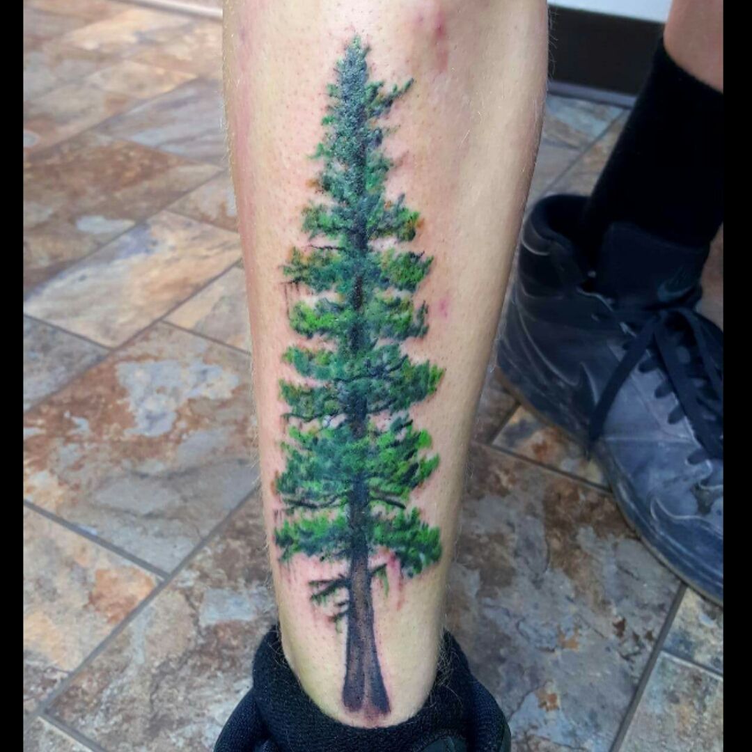 37 Best evergreen tree tattoo ideas  tree tattoo pine tree tattoo evergreen  tree tattoo