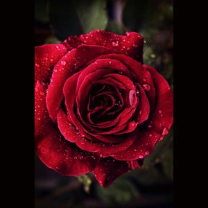 Red Rose #beautiful#want#this