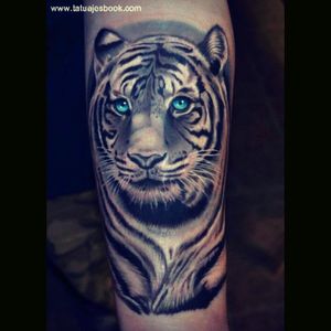#Tiger #white #blueeyes #wild #art