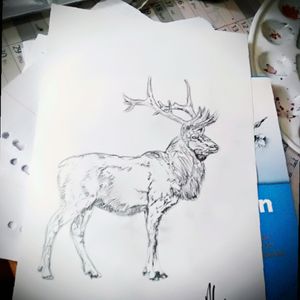 #pencildrawing #deer #blackAndWhite