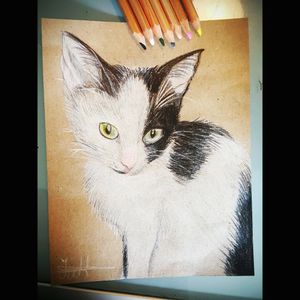 #drawing of my cute #cat ❤❤❤
