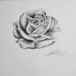 #rose #ideas #drawing #blackAndWhite #shadow #cute Made by me 🎀
