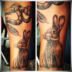 #bunny  #cuterabbit  #blackandgrey  #animal