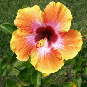 This flower with the colors of the sunset, next or incorporated in  or with a seashell would be my #megandreamtattoo. I would leave it to her imagination and creativity!