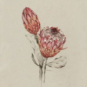 This is my ultimate dream tattoo, a protea, the national flower of my country. It's not like other flowers, delicate and soft. It's strong and hardened but still so beautiful. I can relate to that. #megandreamtattoo