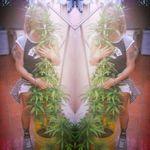 #cannabis #smokinggirl #weed #stonertattoos #high #smokeweed #blondie #Colombian #suicidegirl