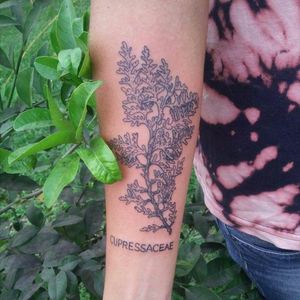 Tattoo botanical 🌱 #botanical #tatuagembotanica #flower #plants #ilustração #botânica #flowerstattoo #plant #ink #tatuadora #tatuadoresbrasil #tatuagens