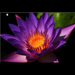 #megandreamtattoo Would LOVE to have you design something that features this lotus flower and incorporates some vividly colored butterflies and a hint of magic