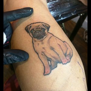 Pug pug pug! Work in progress, picture of the finished tattoo later on! #pugtattoo #pug #cutepug #cutetattoo #colourtattoo #tinytattoo #smalltattoo #animaltattoo