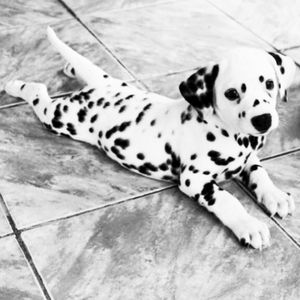 I want a dalmata puppy tattoed on me, they are the cutest! #megandreamtattoo