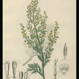 A stylized plant diagram of Artemis absenthium, or Wormwood would look great on my forearm... #megandreamtattoo