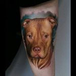 #Dog #Pitbull #Chocolate #ColorTattoo #Realistic #Retrato