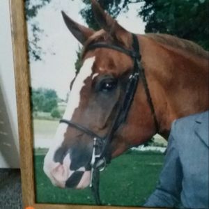 My horse Flash. I had him for 25 years, and miss him every day. #megandreamtattoo