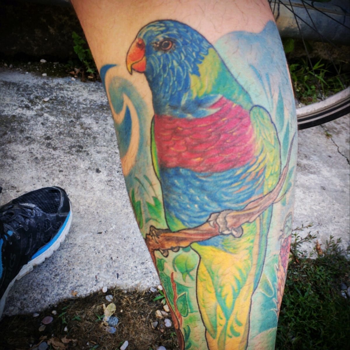 Tattoo uploaded by Paolo • #rainbow #lorikeet #tattoo by Angelo Netto ...