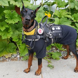 #megandreamtattoo a portrait of my Doberman Service dog.
