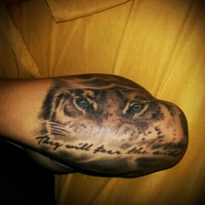 #eyeoftiger #tiger 2016