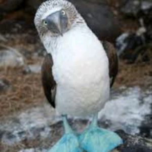 Want a blue footed booby since I had to get my boobies removed because of cancer #megandreamtattoo