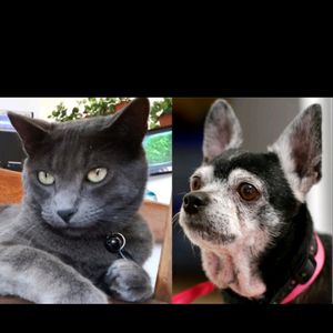 I need a portrait of my babies on my left rib cage with a space background ❤😻🐶 #megandreamtattoo #inkedgirls #animallover #Russianblue #Chihuahua