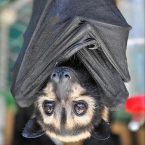 Love bats so much! #megandreamtattoo