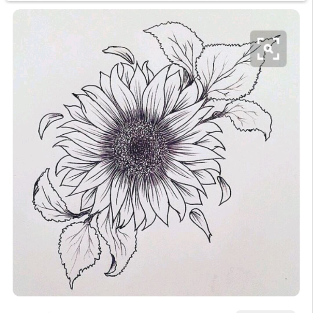 Sunflower drawing a branch of the botanical spring collection ink  illustration vector art of sunflowes bouquet handdrawn artistically Zen  styles tattoo easy flower coloring pages and book 18945367 Vector Art at  Vecteezy