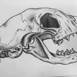 #skull #animalskull