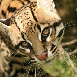 I already have something and looking to cover it up with this Ocelote, a feline from the jungles of Colombia, my native country.#megandreamtatoo