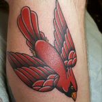 #cardinal #bird
