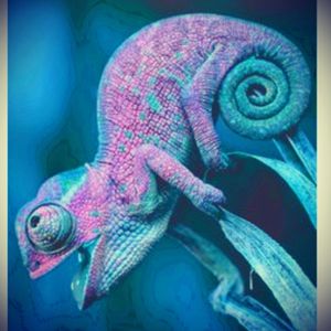 #megandreamtattoo I feel Chameleons describe my personality because I get along with so many different people of all backgrounds & can adapt myself to any sort of situation.