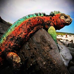 This is an iguana from the Galapagos Islands. #megandreamtattoo