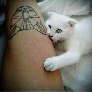 #cat #love #white