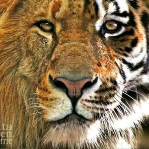 #megandreamtattoo #meganmassacre @megan_massacre #Lion #Tiger I want it...  More than everything.