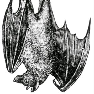 Would love to finally have something like this on my right arm. Want it to look like the bat is hanging off me. #megandreamtattoo