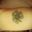 Shamrock