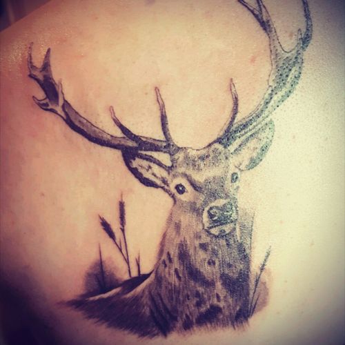 Got this done by an apprentice in golspie and will deffo be getting another off him, its my first tattoo!! #stag #tattoo #first