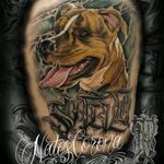 By: @nates_corona . #dog #lettering #pitbull #pitbulltattoo #tattoocolor #realistictattoo #realismo #realismocolorido #dogtattoo #blacklinetattoo #natescorona