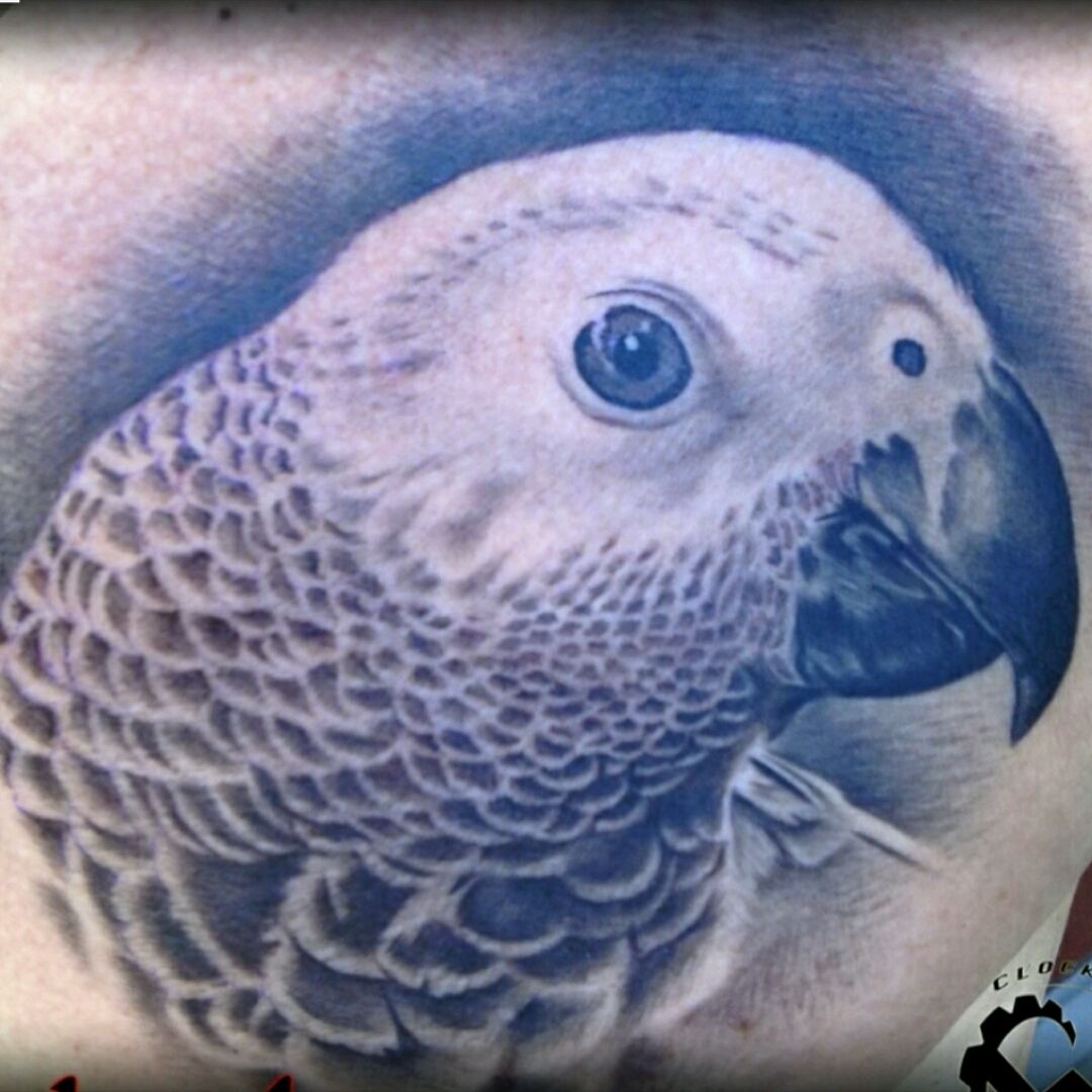 African grey done by Kay candybar at Trash Tattoo in Dendermonde Belgium   rtattoos