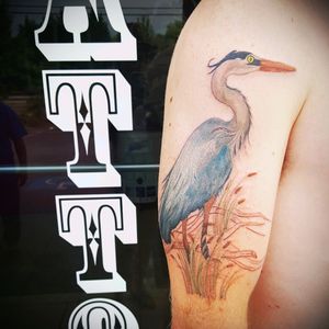 Blue heron, still in the worksArtist: Samantha Stine Shop: Tailored Tattoo MD