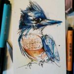 Found this on Tumblr and I'd love it on the back of my shoulder #bird #beltedkingfisher #kingfisher #sketchy #female #colour #nature #biology #ornithology #wildlife #perfectlyimperfect #personal #sketchtattoo #watercolour #beautiful #iwant
