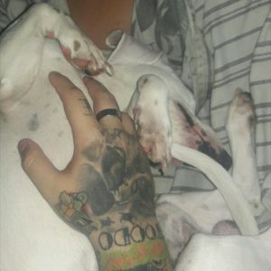 My baby dog, Pudim! Tattoodo lettering by Davi Oliveira #dog #cachorro #dachshund #lettering #DaviOliveira