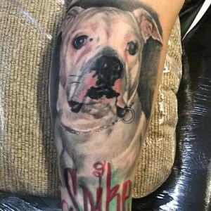 #color #dog #portrait#Tattoodo #worldfamousink #bishoprotary @tattoodo