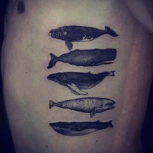 #tattoo #design #tattoodesign #art #bodyart #idea #whale #sea #ocean #animal #five #black #blackink #nature #insparation  five different whales by an unknown artist. ☺