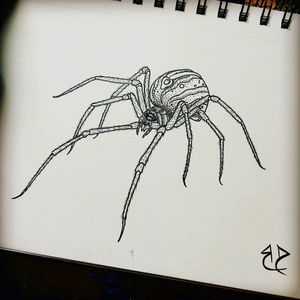 Vagina spider