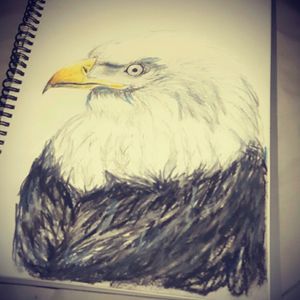 Eagle by A.Rey #eagle #freehand #chalkart #workinprogres