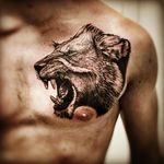 #Lion #liontattoo #roar #blackandgrey #chest #realistic #animal #jmtattoo