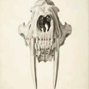Sabertooth tiger skull