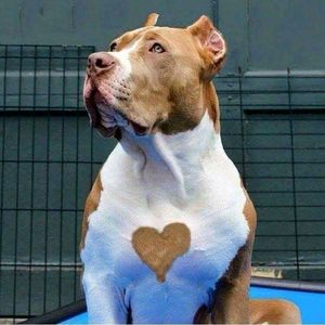 Majestic bully 💘🐶 And he has a heart on his chest! I love dogs so much ❤  They give the purest love and true definition of loyalty. ❤💘 Pitbulls have a bad name because of the worthless degenerates that turn them into fighting dogs.