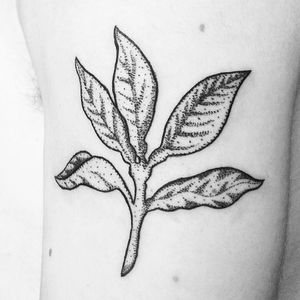 Oranges leaves, tattoo apprentice, fifth tattoo.