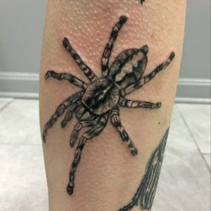 Realistic tarantula tattoo.
